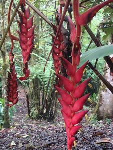 Heliconia_opt.jpg